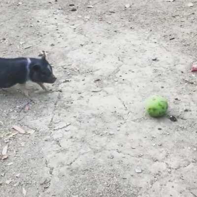 This is Abbey playing with her ball