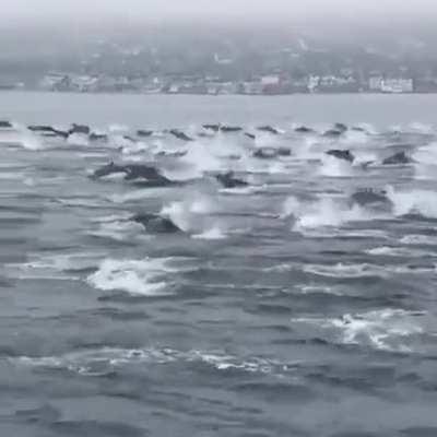 🔥 Mega pod of dolphins