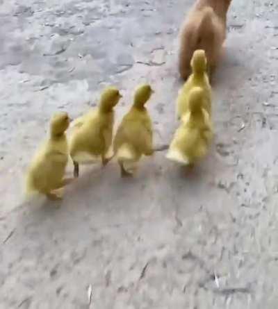 Puppy Gets Chased Everywhere By Baby Chicks ❤️