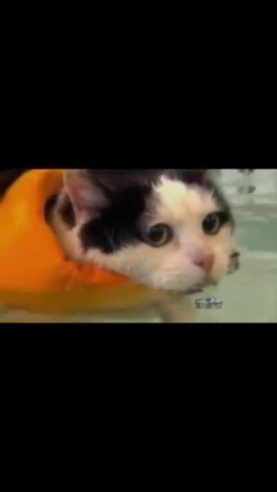 Kitty trying to lose weight by swimming