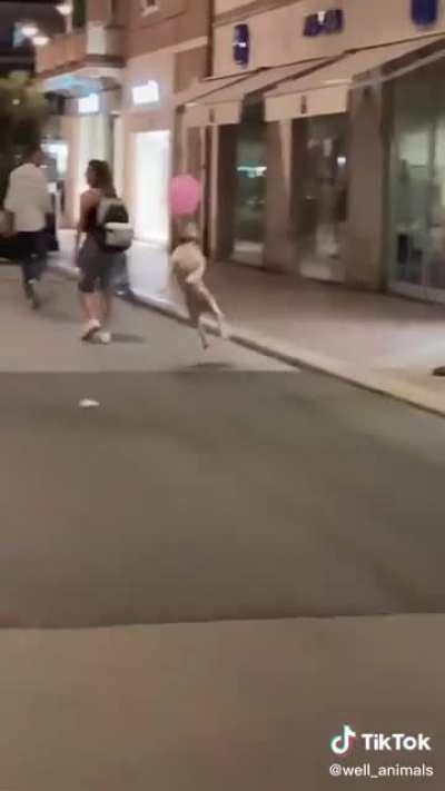 Happy dog playing with a baloon :)