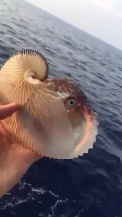 Prehistoric looking Argonaut AKA Paper Nautilus found in Hawaii