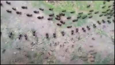 Ants and termites act as a wall between them to ensure their colony work smooth