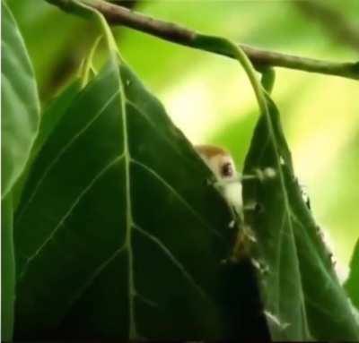 The way this bird makes a nest is mindblowing.