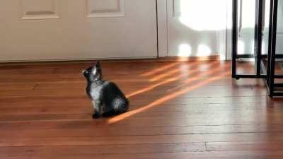 In case anyone needs a kitten chasing sunbeams. (Repost with better sound)