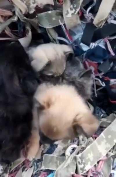 In Ukraine, rescuers found a group of puppies under the rubble of a building. Upon closer inspection, they found that the puppies were protecting a litter of kittens!