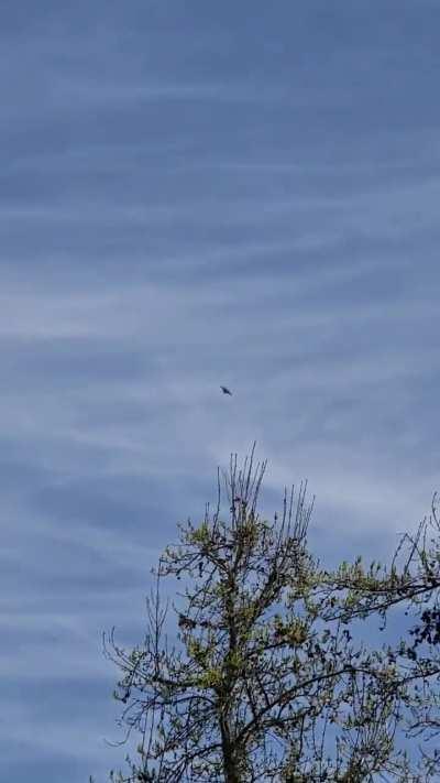 F22 over Rohnert Park