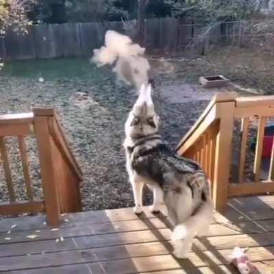 The rare Husky Steam Engine.