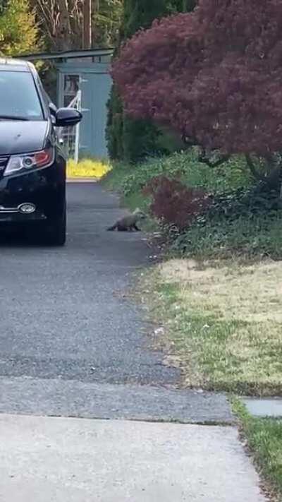 There are baby foxes playing in my neighbors’ driveway, that is all