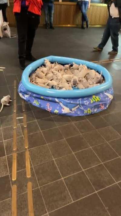 Rat ball pit