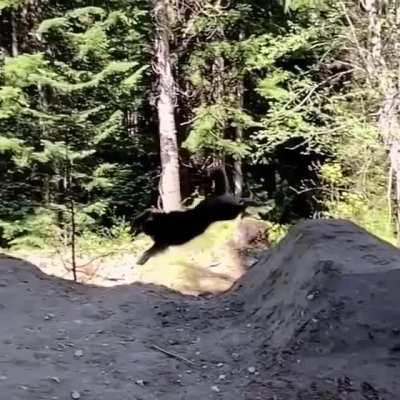 The way this pupper clears a mountain biking jump