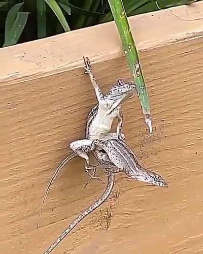 Anoles' Extreme Mating