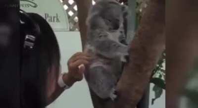 Koala being tickled