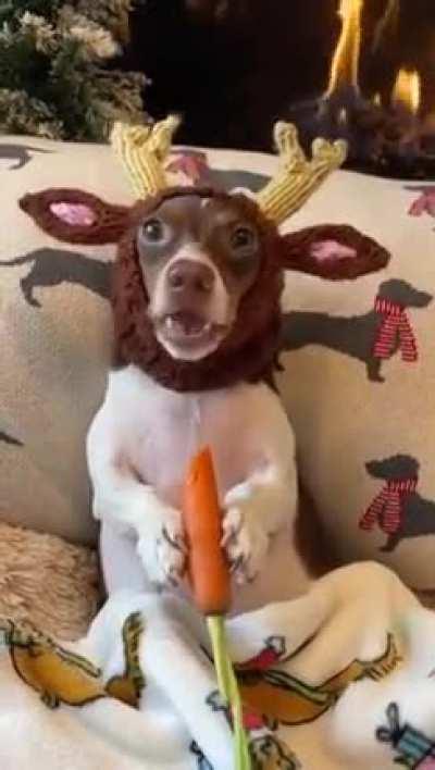 Dog eating a carrot.