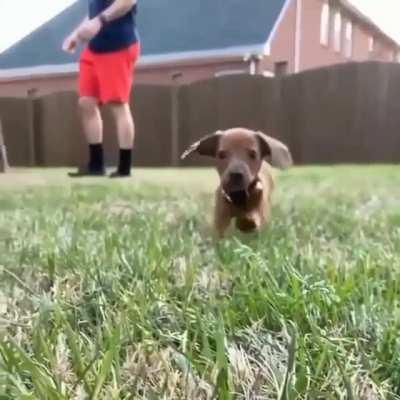 Pup Slo-mo