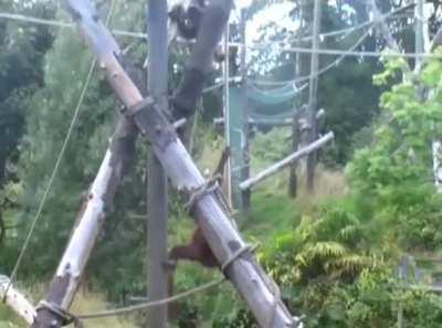 The effort of this orangutan parent