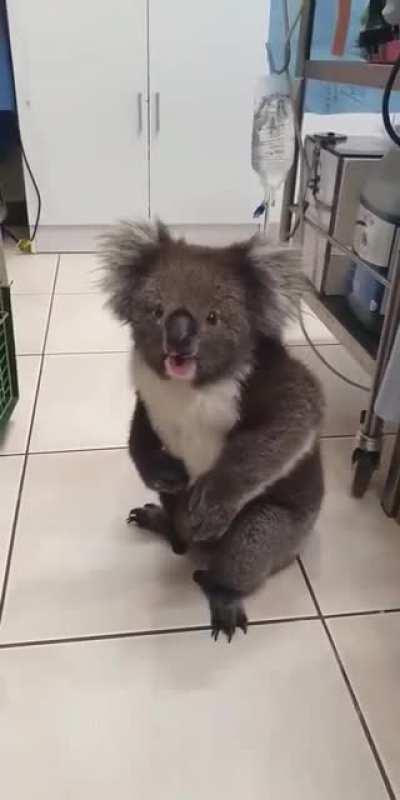 🔥 A koala yelling at the vet : AnimalsBeingDerps