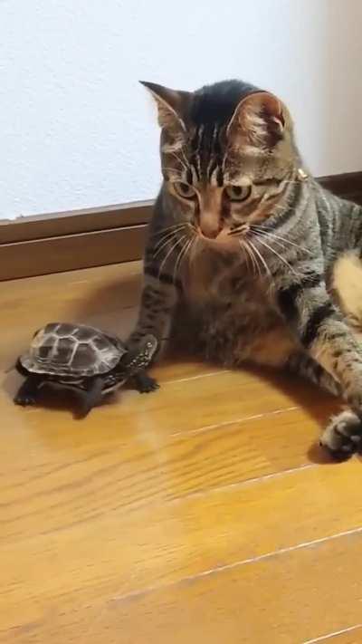 Have you ever been stared down by a turtle on a skateboard?