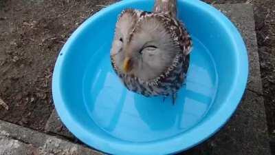 🔥 Just a happy owl drinking water