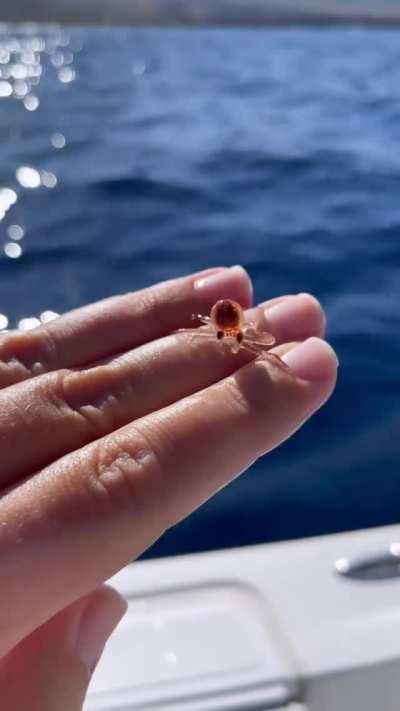 🔥 Tiny baby octopus🐙