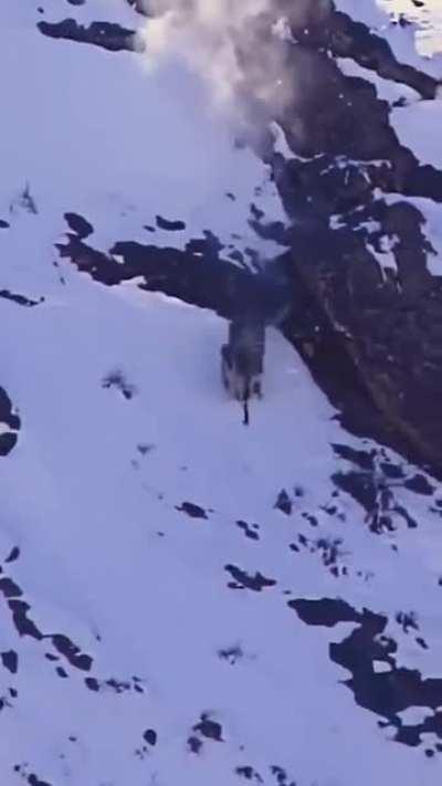 Snow leopard falls off cliff to hunt