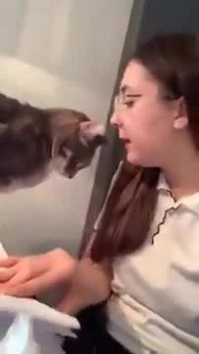 Cat gets hit with &quot;Tit for Tat&quot;