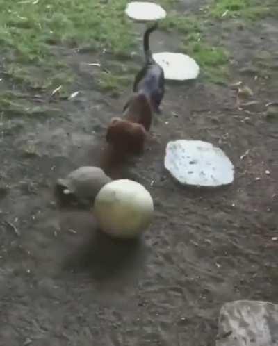 The doggo and the turtle are playing football.