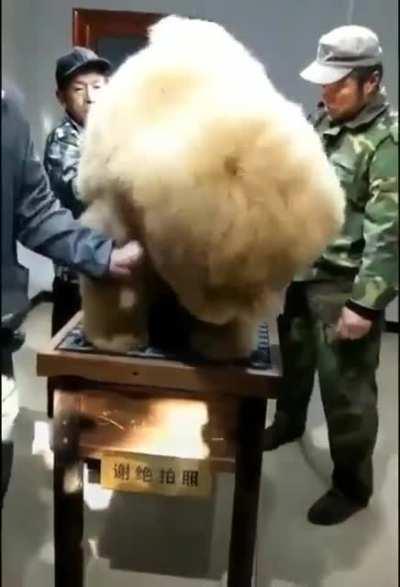 Check out the treatment this dog is receiving...