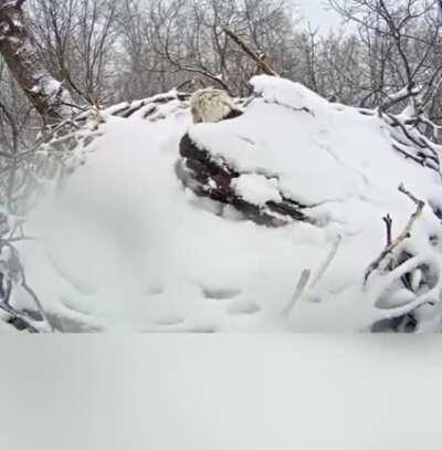 Bald eagle wakes up after a snowfall