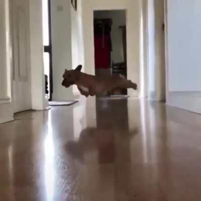 Zoomies Recorded On A Slippery Surface With Pupper Moving At Top Speed.