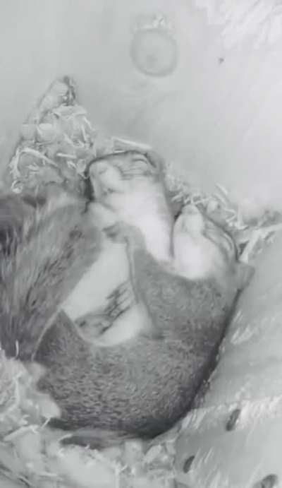 Timelapse of squirrels sleeping