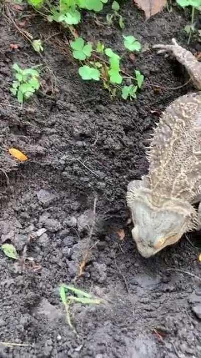 My buddy wanted to help me in the garden