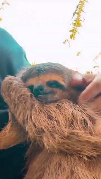 Have a good time like this cute slothful.