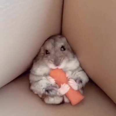 Hamster enjoying a carrot