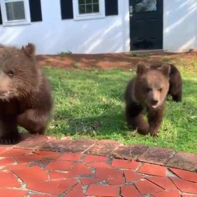 Those puffy bear cub ears