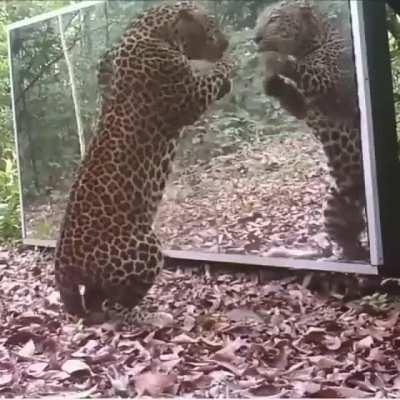 🔥 Jaguar spooks herself