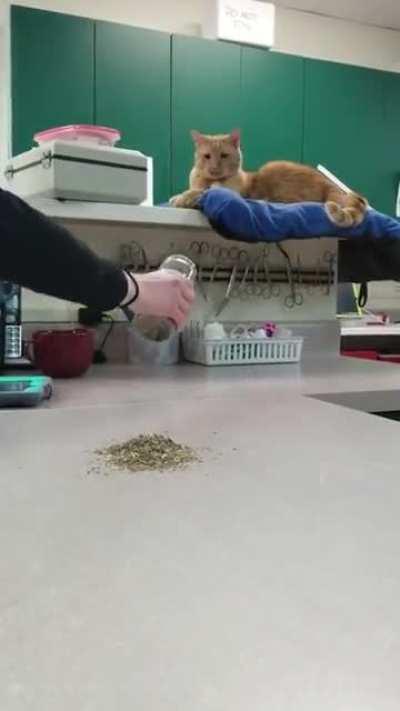 Catnip's one hell of a drug