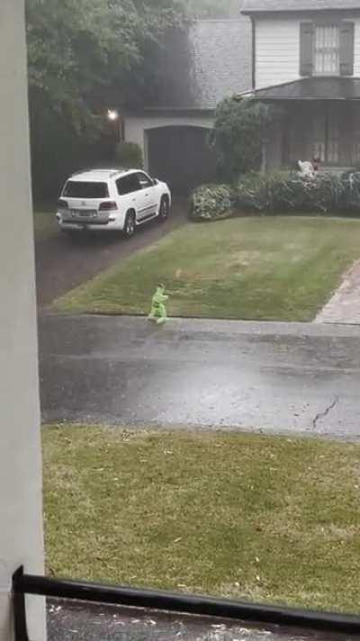 Damn, even the turtle is done with this rain.