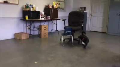 He figured out a way to get up onto the big chair.