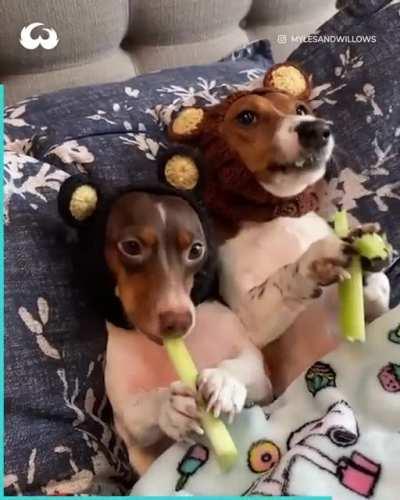 Bears eating celery.