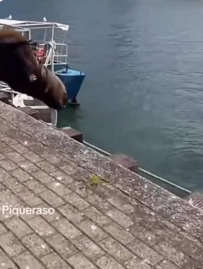 My walruses need me!