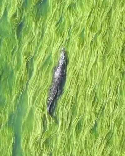 A crocodile swimming above the sea grass (IG: @aeroture_aus)