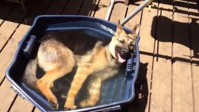 German Shepherd takes Lazy Summer Afternoon Bath