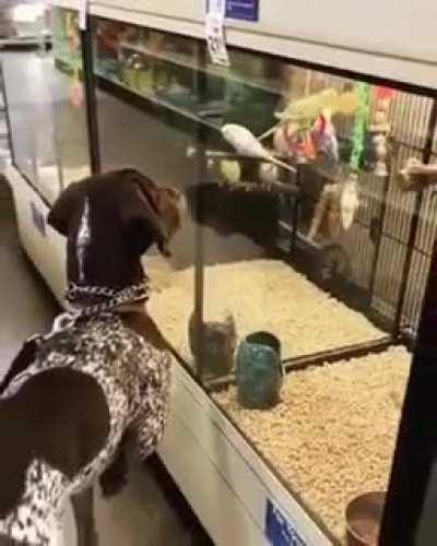 German Short-Haired Pointer Pointing at a Bird