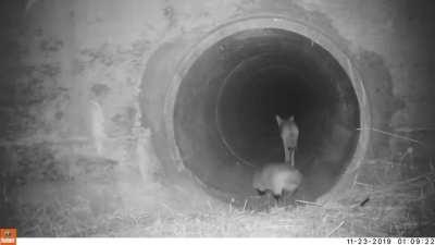 This coyote waited outside the tunnel for it's badger friend before passing under a busy highway together