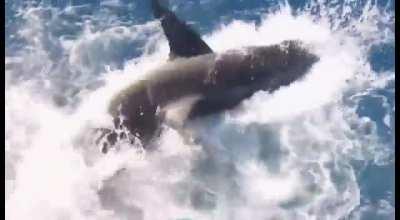 Great white shark breaches cage