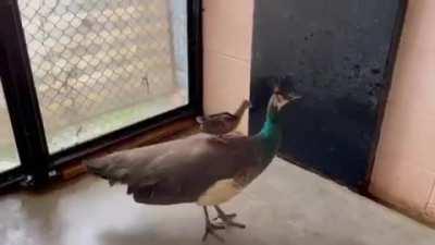 Baby peacock loves to ride with Mama