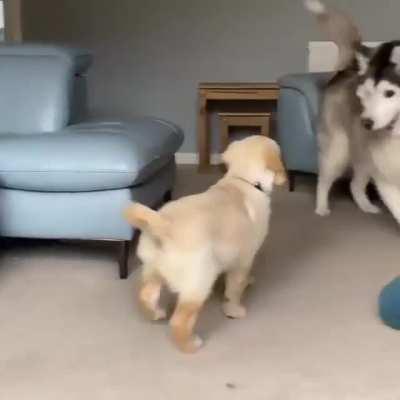 Husky reaction to his new golden retriever little brother 🥰🐶🎉