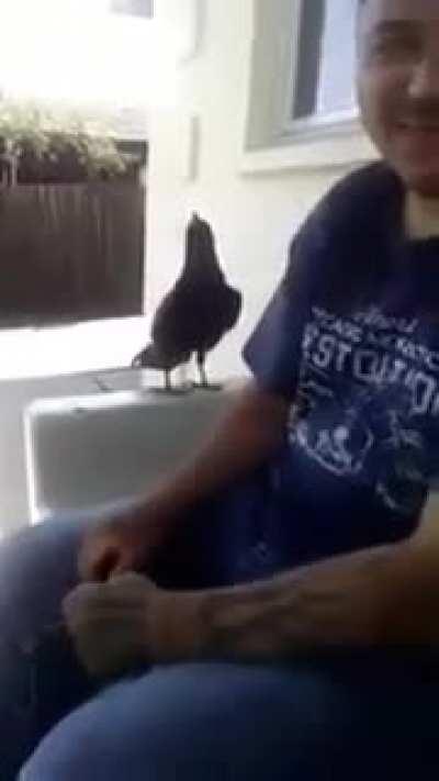 Making a bird friend