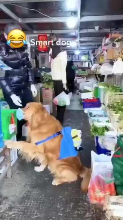 What a smart dog 😍 ❤️